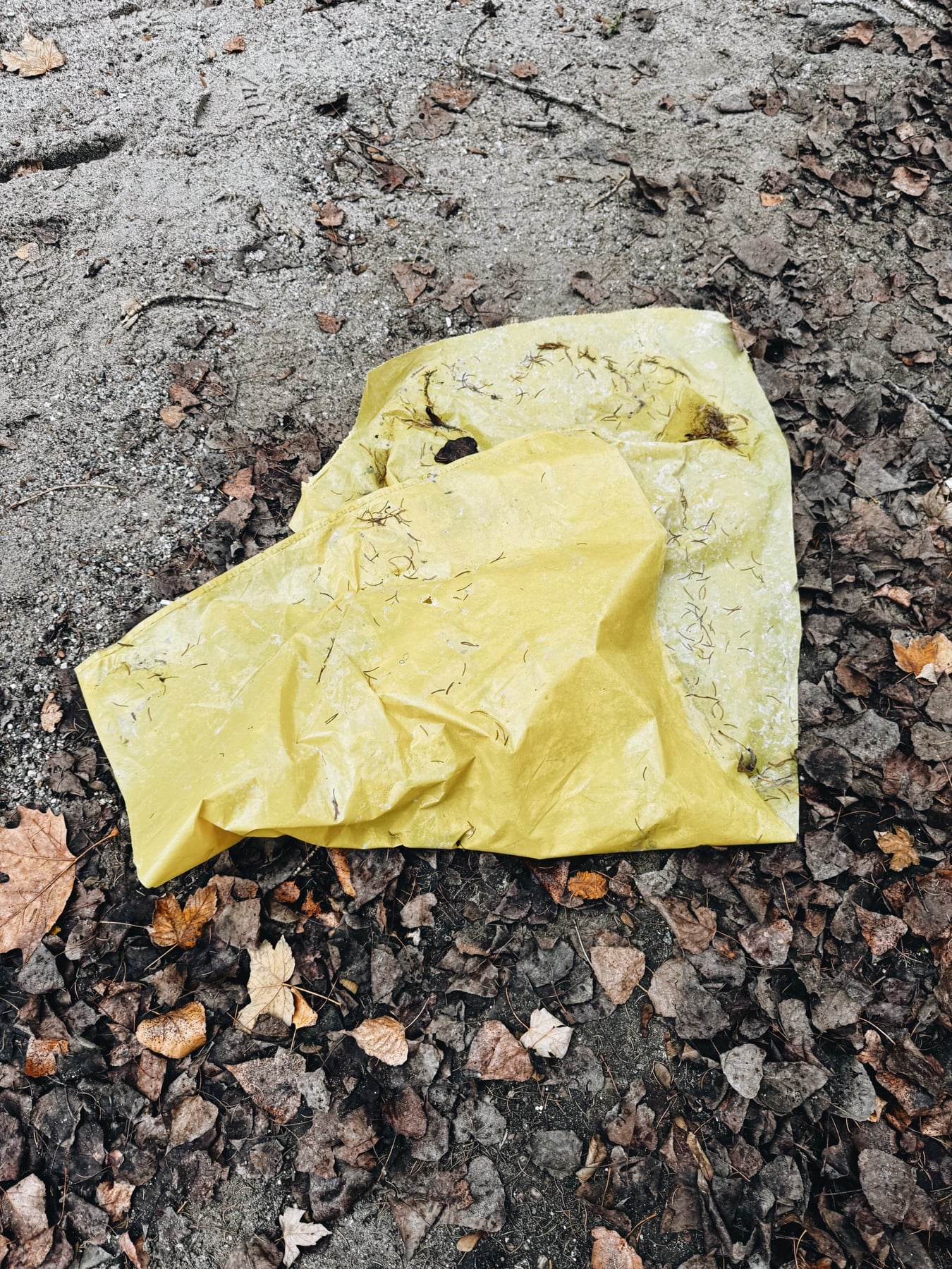 A yellow tarp in the leaves