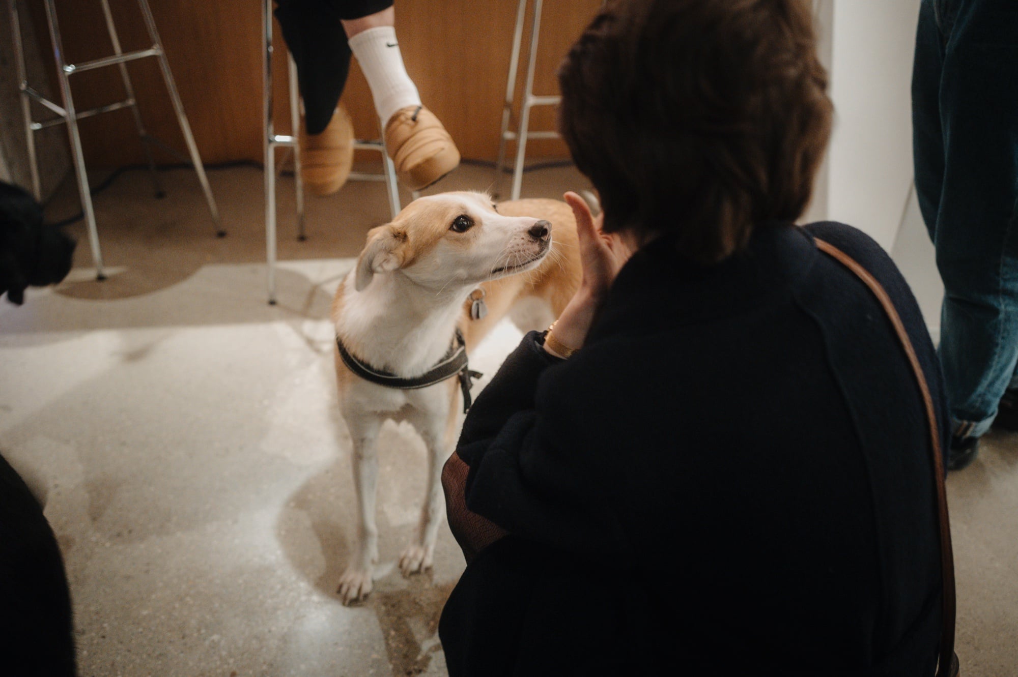 Ein Hund wird von einem Gast gestreichelt